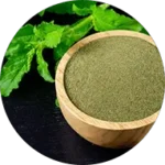 holy basil