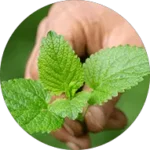lemon balm